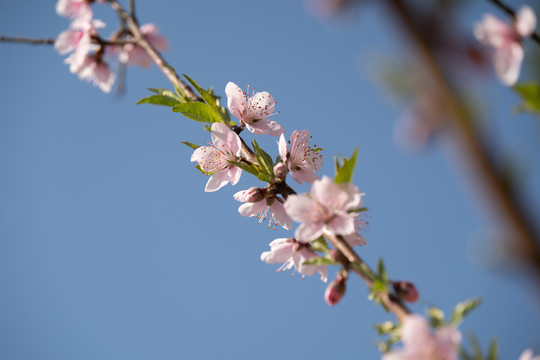 桃花