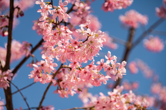 雁楠逸园樱花