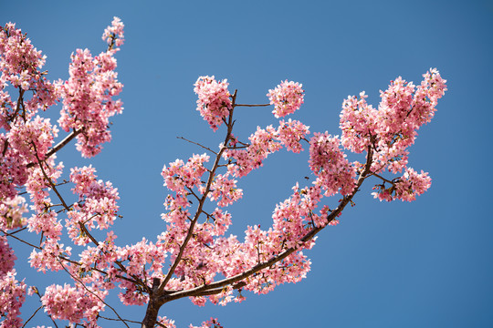 雁楠逸园樱花