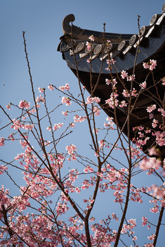 雁楠逸园樱花