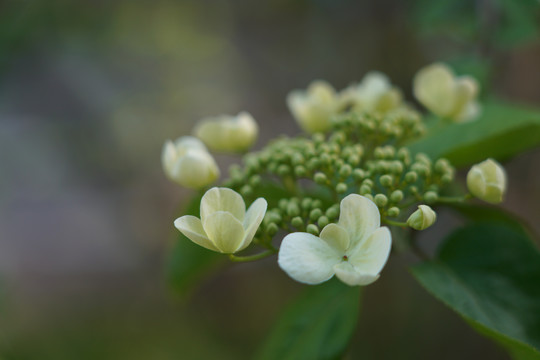 小花