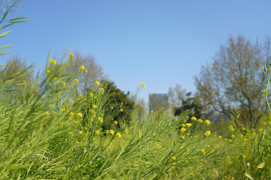 油菜花