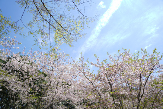 樱花树