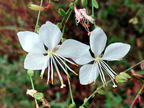 白色山桃草花