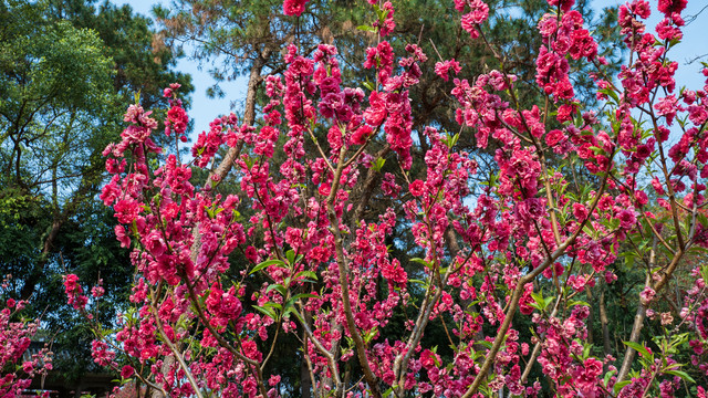 一树桃花