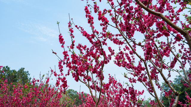 满树桃花