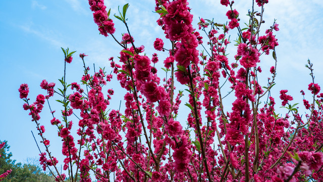 一树桃花