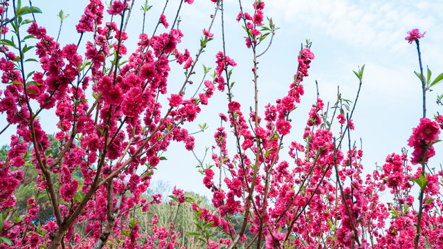 一树桃花