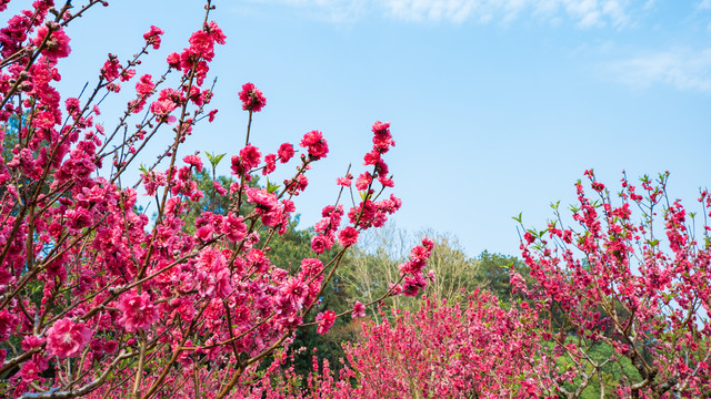 一树桃花