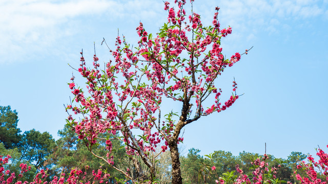 一树桃花