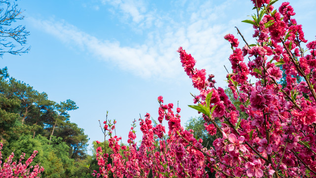 一树桃花