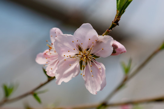 粉红桃花