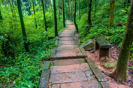 中国四川成都青城山山路