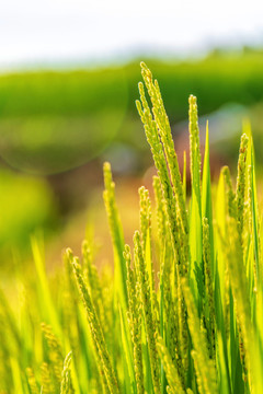 田地间生长的水稻稻穗