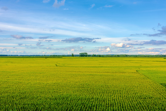 东北大片的水稻田