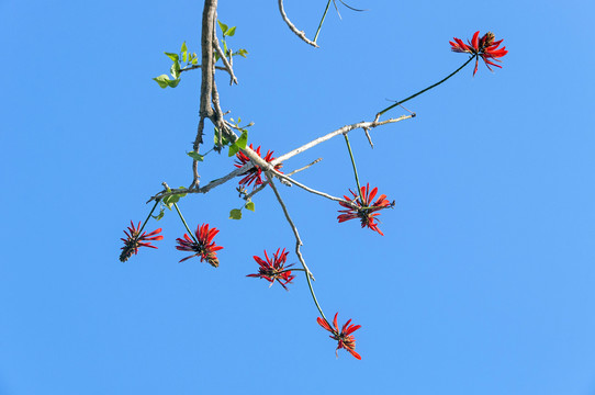 刺桐花素材