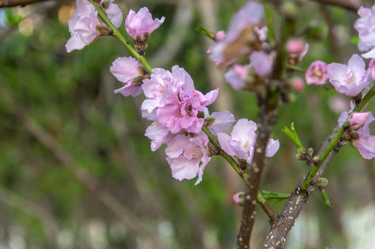 桃花枝