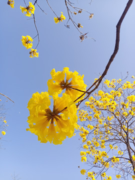 黄花风铃木