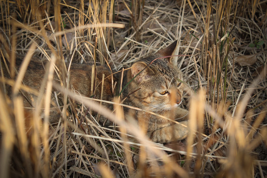 枯草中的猫咪