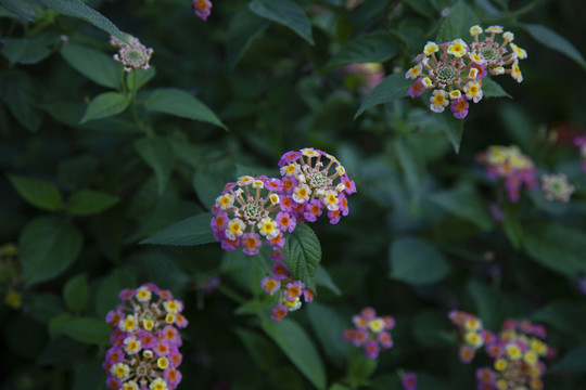 花草