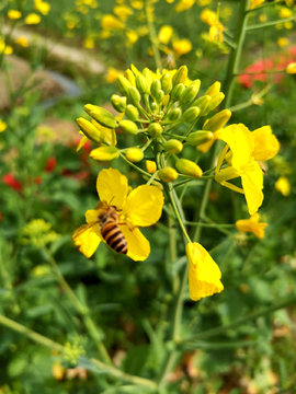 油菜花蜜蜂