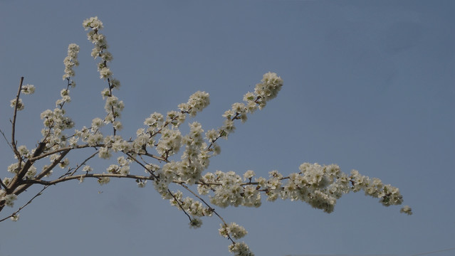 白色樱桃花开了