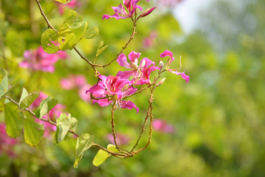 紫荆花