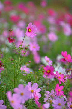 格桑花