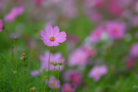 格桑花