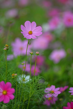 格桑花