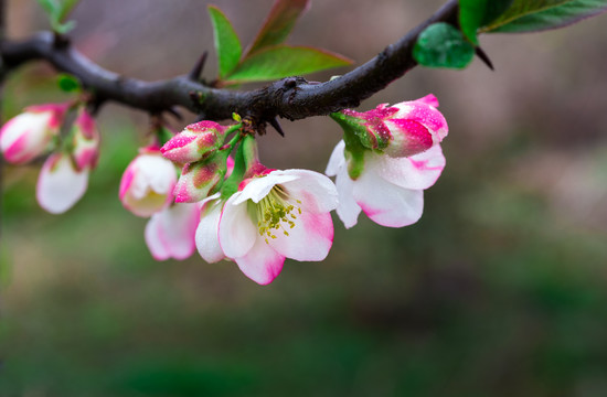 木瓜花