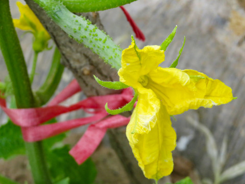 黃瓜花