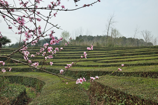 桃花茶园