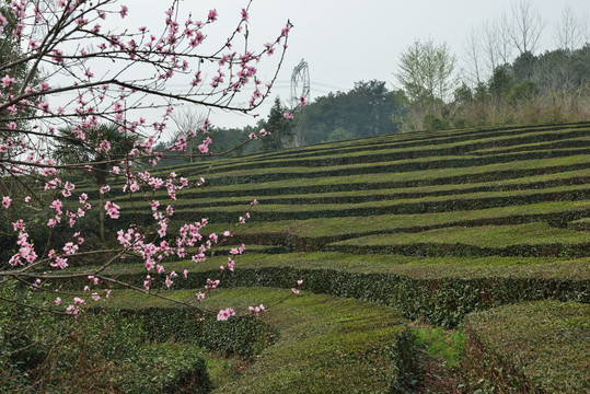 桃花茶园