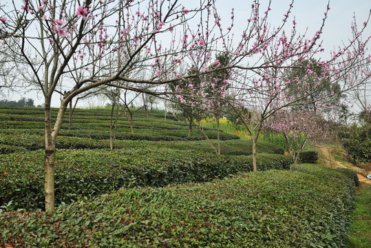 桃花茶园