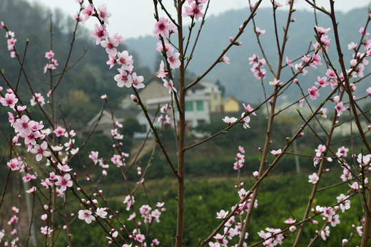 桃花桃园