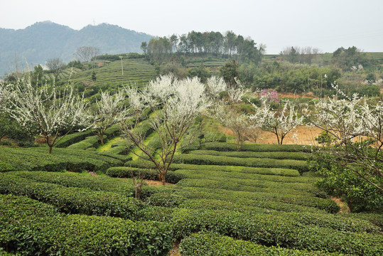 李花茶园