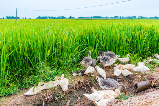 稻田地里养殖的非洲雁