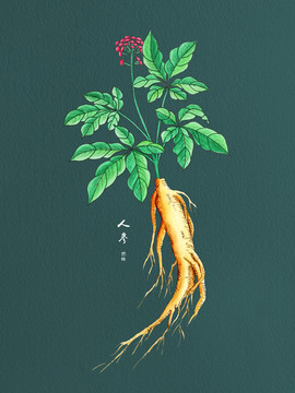 手繪人參