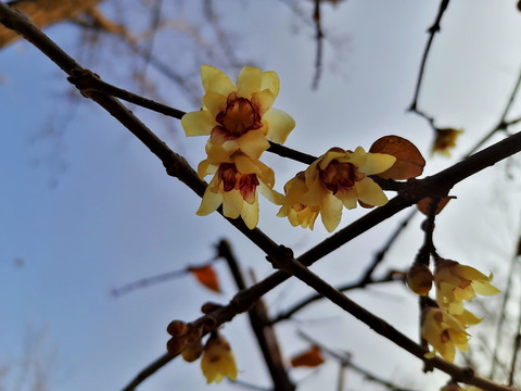 腊梅花