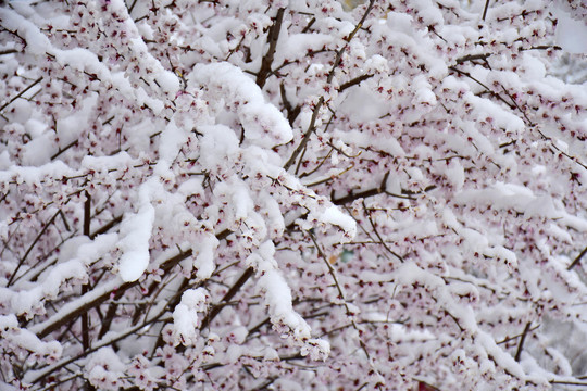 桃花雪