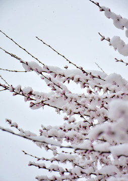 桃花雪