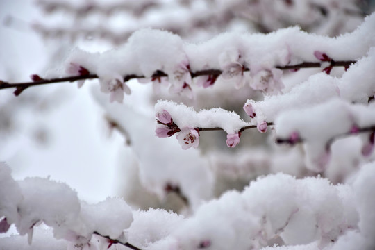 桃花雪