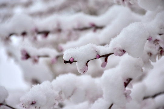 桃花雪