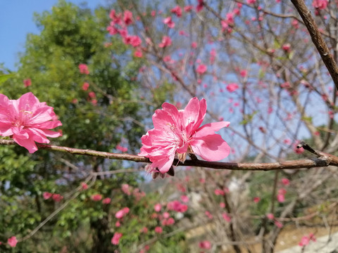 桃花