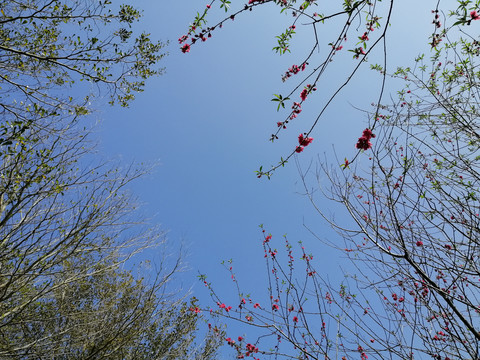 天空树枝