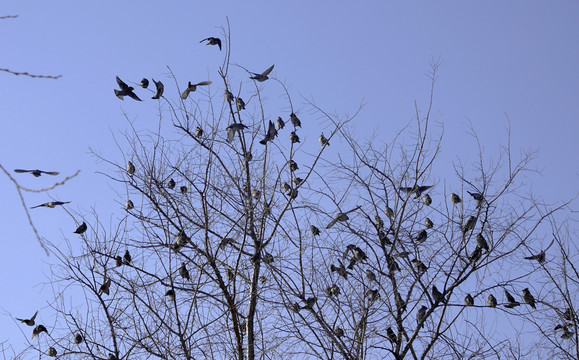 百余只太平鸟在居民小区集群觅食