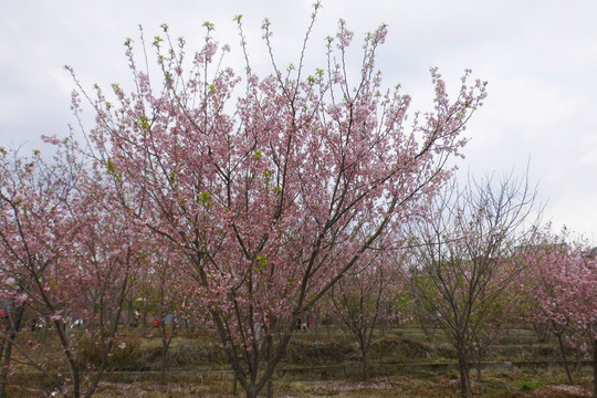 田园里盛开的樱花