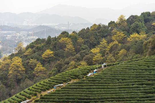 西湖龙井茶园