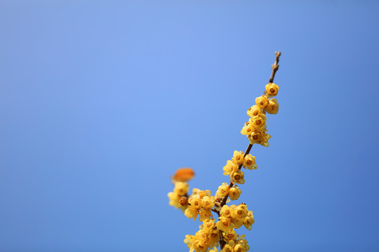 臘梅花